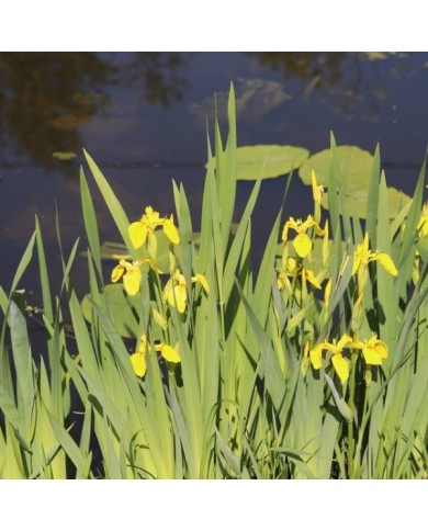 Iris pseudacorus (Michel Langeveld / wikimedia.org)