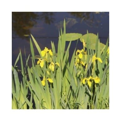Iris pseudacorus (Michel Langeveld / wikimedia.org)