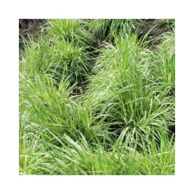 Molinia caerulea 'Variegata' - Flickr Leonora (Ellie) Enking