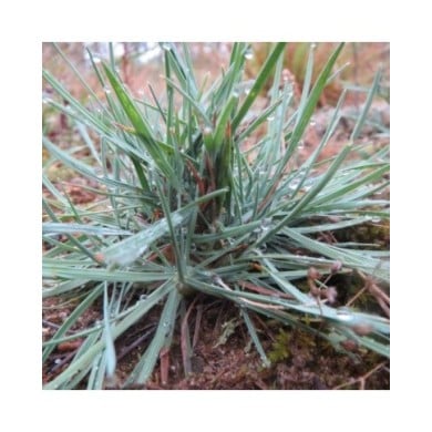 Koeleria glauca - Flickr Andreas Rockstein