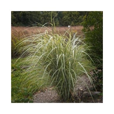 Miscanthus sinensis 'Variegatus' - Flickr F. D. Richards - 1