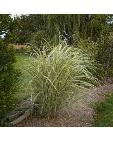 Miscanthus sinensis 'Variegatus' - Flickr F. D. Richards - 2