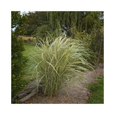 Miscanthus sinensis 'Variegatus' - Flickr F. D. Richards - 2