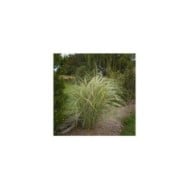 Miscanthus sinensis 'Variegatus' - Flickr F. D. Richards - 2