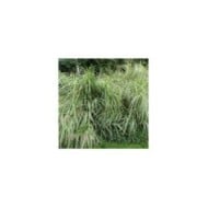 Miscanthus sinensis 'Variegatus' - Flickr Leonora (Ellie) Enking