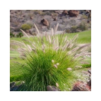 Pennisetum alopecuroides 'Little Bunny' - Flickr Kirt Edblom 1