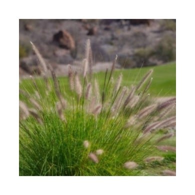 Pennisetum alopecuroides 'Little Bunny' - Flickr Kirt Edblom 2