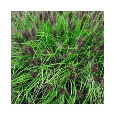 Pennisetum alopecuroides 'Red Head' (m. m. v. / flickr.com)