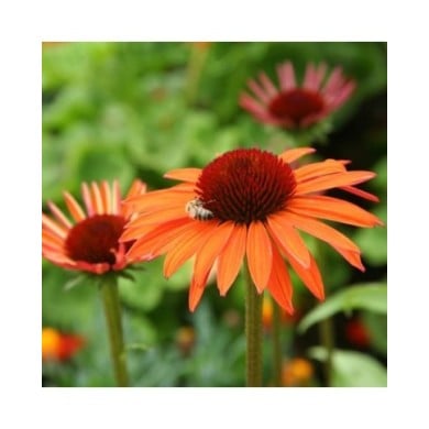 Echinacée 'Hot Summer'® (Marie-Elise LIENNARD)