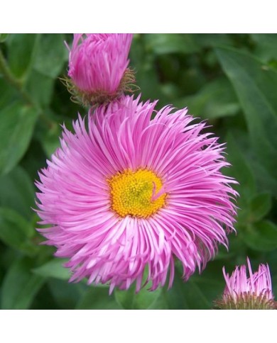 Erigeron 'Rosa Juwel' (Anneli Salo / wikimedia.org)