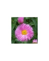 Erigeron 'Rosa Juwel' (Anneli Salo / wikimedia.org)