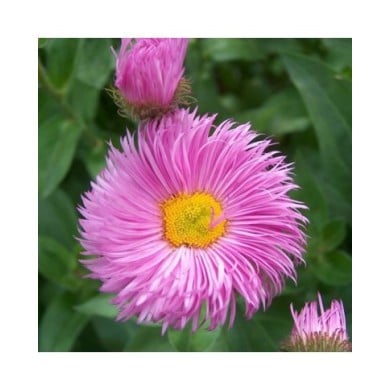 Erigeron 'Rosa Juwel' (Anneli Salo / wikimedia.org)