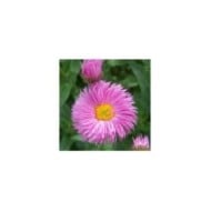 Erigeron 'Rosa Juwel' (Anneli Salo / wikimedia.org)