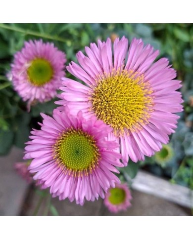 Erigeron Rosa Juwel (Marie-Elise LIENNARD)