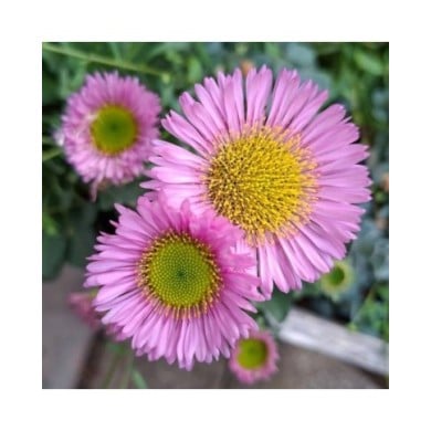 Erigeron Rosa Juwel (Marie-Elise LIENNARD)