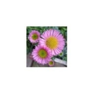 Erigeron Rosa Juwel (Marie-Elise LIENNARD)