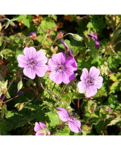 Géranium vivace 'Pink Penny' (Marie-Elise Liennard)