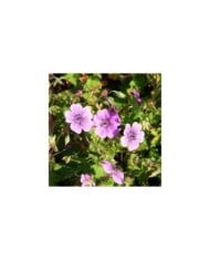 Géranium vivace 'Pink Penny' (Marie-Elise Liennard)