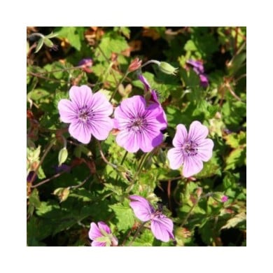 Géranium vivace 'Pink Penny' (Marie-Elise Liennard)