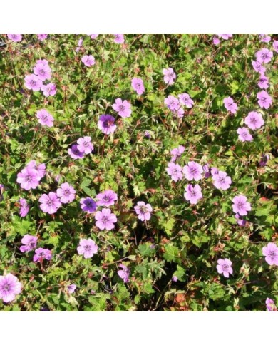 Géranium vivace 'Pink Penny' (Marie-Elise Liennard)