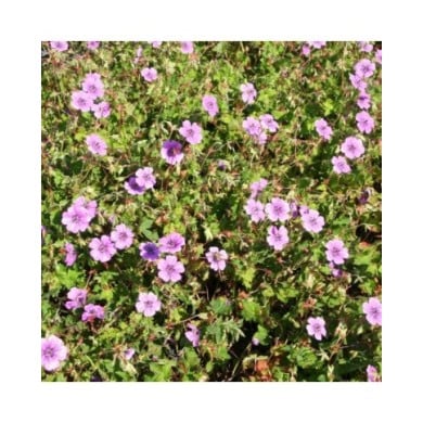 Géranium vivace 'Pink Penny' (Marie-Elise Liennard)