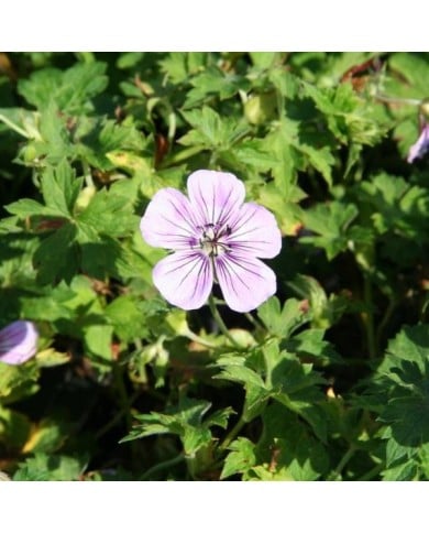 Géranium vivace 'Silvia's Surprise'® (Marie-Elise Liennard)
