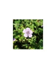 Géranium vivace 'Silvia's Surprise'® (Marie-Elise Liennard)