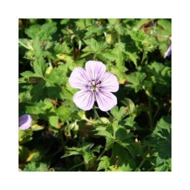 Géranium vivace 'Silvia's Surprise'® (Marie-Elise Liennard)