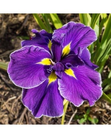 Iris ensata 'Crystal Halo' (F. D. Richards / flickr.com)