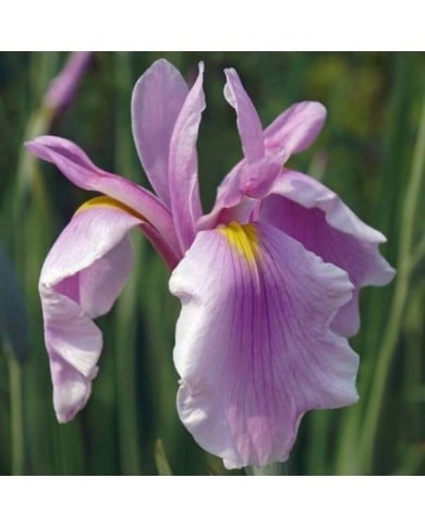 Iris ensata 'Rose Queen' (nickkurzenko / Adobe Stock)