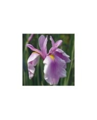 Iris ensata 'Rose Queen' (nickkurzenko / Adobe Stock)