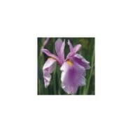 Iris ensata 'Rose Queen' (nickkurzenko / Adobe Stock)