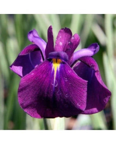 Iris ensata 'Variegata' (David J. Stang / wikimedia.org)