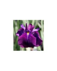 Iris ensata 'Variegata' (David J. Stang / wikimedia.org)