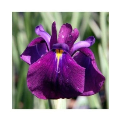 Iris ensata 'Variegata' (David J. Stang / wikimedia.org)