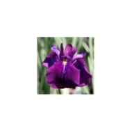 Iris ensata 'Variegata' (David J. Stang / wikimedia.org)