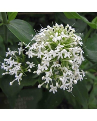 Centranthus ruber 'Albus' (Valériane) (HQ)