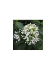 Centranthus ruber 'Albus' (Valériane) (HQ)