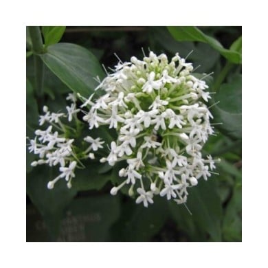 Centranthus ruber 'Albus' (Valériane) (HQ)