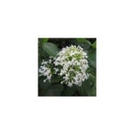 Centranthus ruber 'Albus' (Valériane) (HQ)