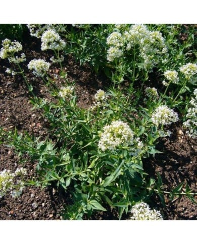 Centranthus ruber 'Albus' (Valériane) (Magnus Manske / wikimedia.org)
