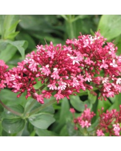 Centranthus ruber 'Coccineus' (Valériane) (HQ / wikimedia.org)