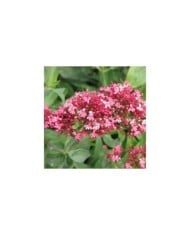Centranthus ruber 'Coccineus' (Valériane) (HQ / wikimedia.org)