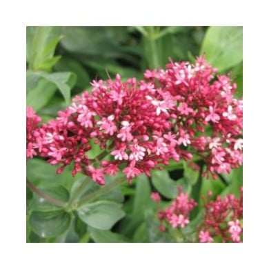 Centranthus ruber 'Coccineus' (Valériane) (HQ / wikimedia.org)