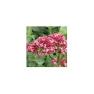 Centranthus ruber 'Coccineus' (Valériane) (HQ / wikimedia.org)