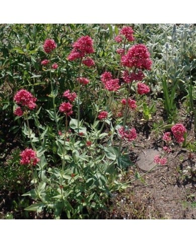 Centranthus ruber 'Coccineus' (Valériane) (Salicyna / wikimedia.org)