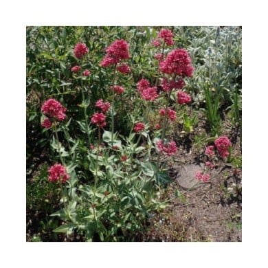 Centranthus ruber 'Coccineus' (Valériane) (Salicyna / wikimedia.org)