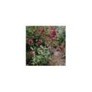 Centranthus ruber 'Coccineus' (Valériane) (Salicyna / wikimedia.org)