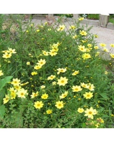 Coreopsis 'Full Moon'® (D M / flickr.com)