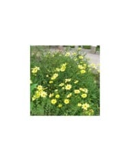 Coreopsis 'Full Moon'® (D M / flickr.com)
